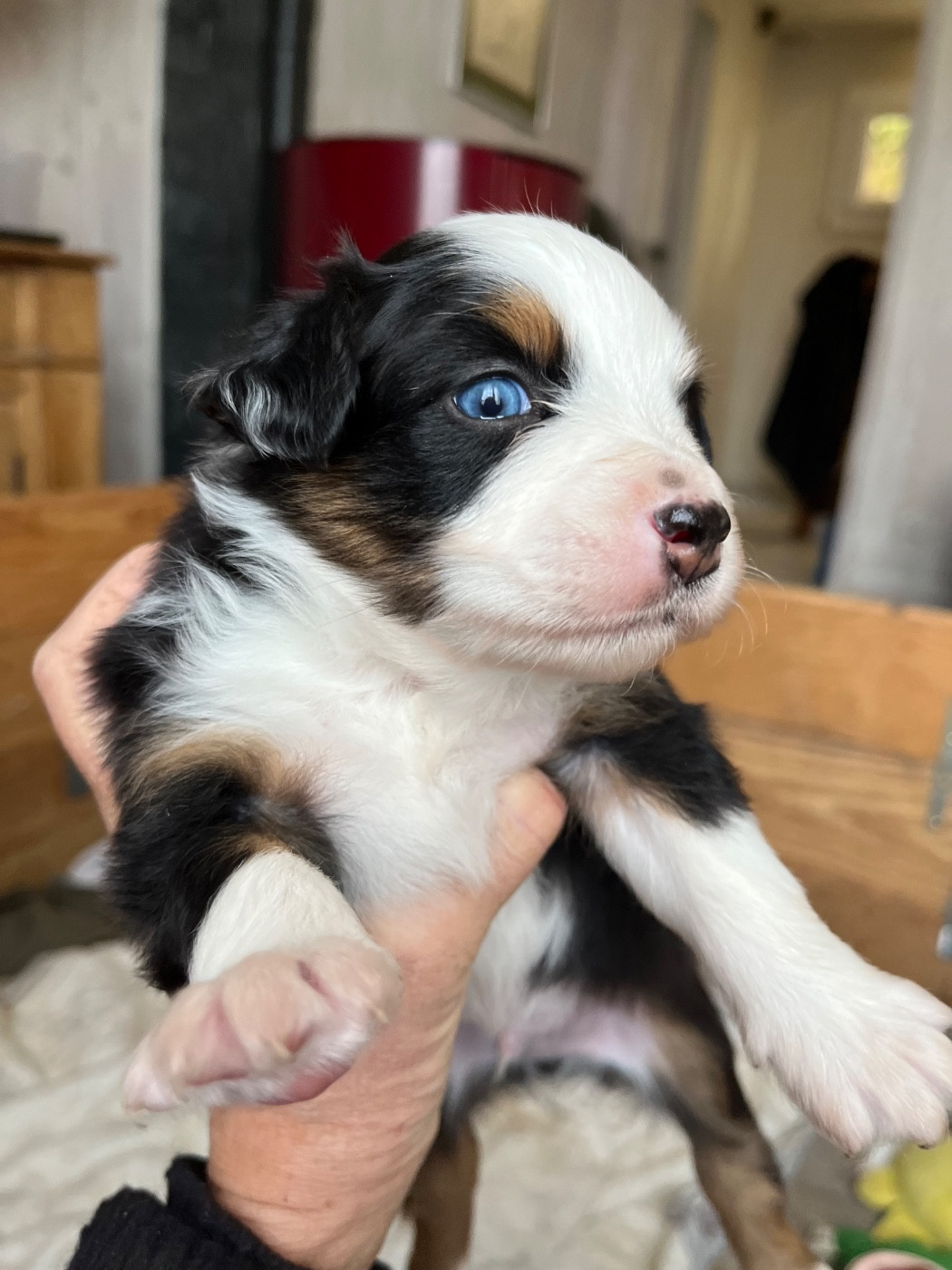 Elevage De St Paul - Chiots disponibles - Berger Américain Miniature 