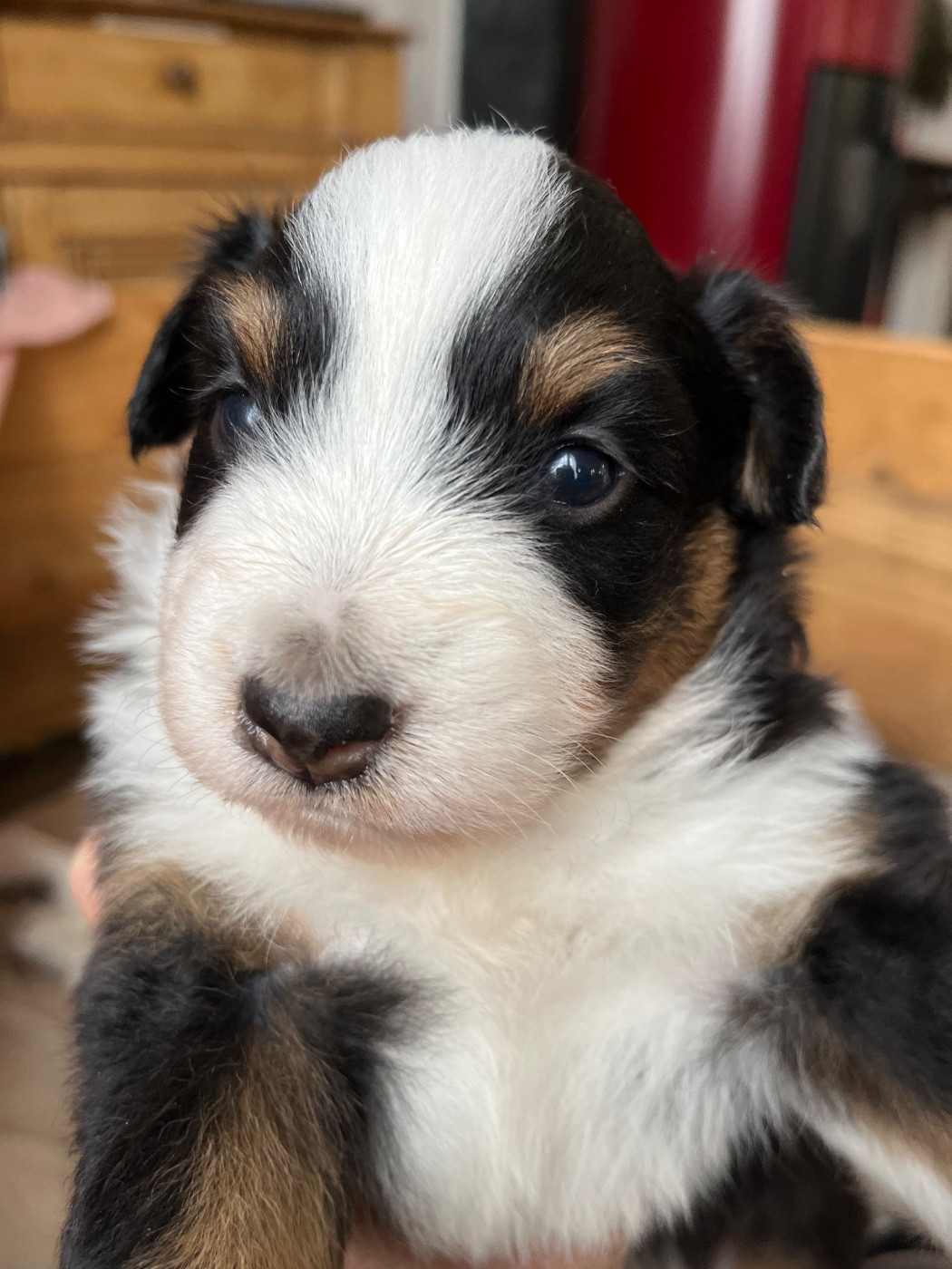 Elevage De St Paul - Chiots disponibles - Berger Américain Miniature 