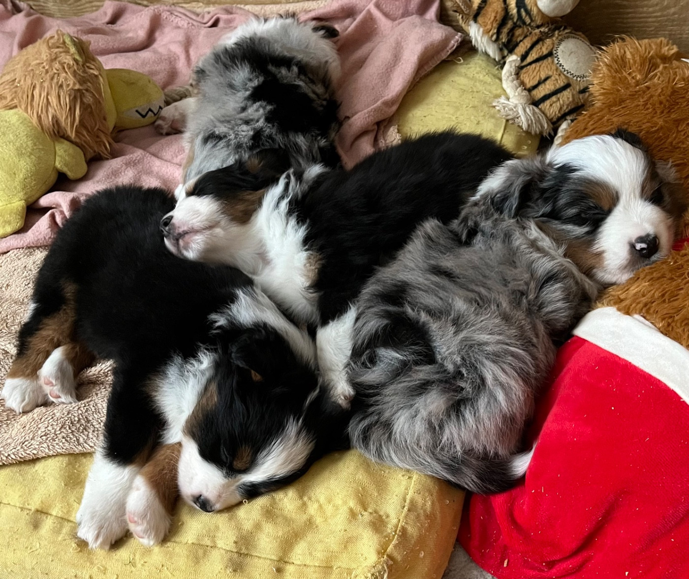 Elevage De St Paul - Berger Américain Miniature  - Portée née le 29/12/2025