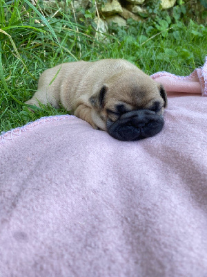 CHIOT