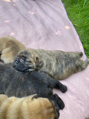 CHIOT
