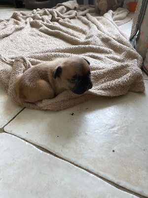 CHIOT
